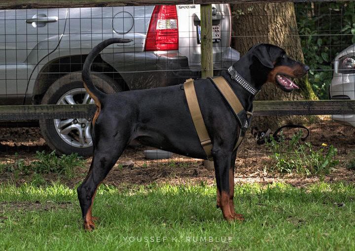 BESTIA DOG SPORT GripPro Heavy Duty Harness - Corkscrew Kid