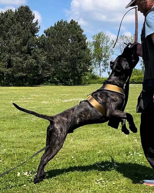 BESTIA DOG SPORT GripPro Heavy Duty Harness - Corkscrew Kid