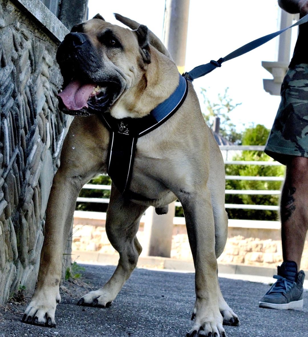 BESTIA DOG SPORT GripPro Heavy Duty Harness - Corkscrew Kid